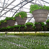 Photo of greenhouse interior.