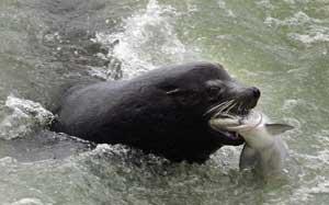 A sea lion catches an endangered chinook salmon migrating up the Columbia River just below the spillway at Bonneville Dam in Oregon.